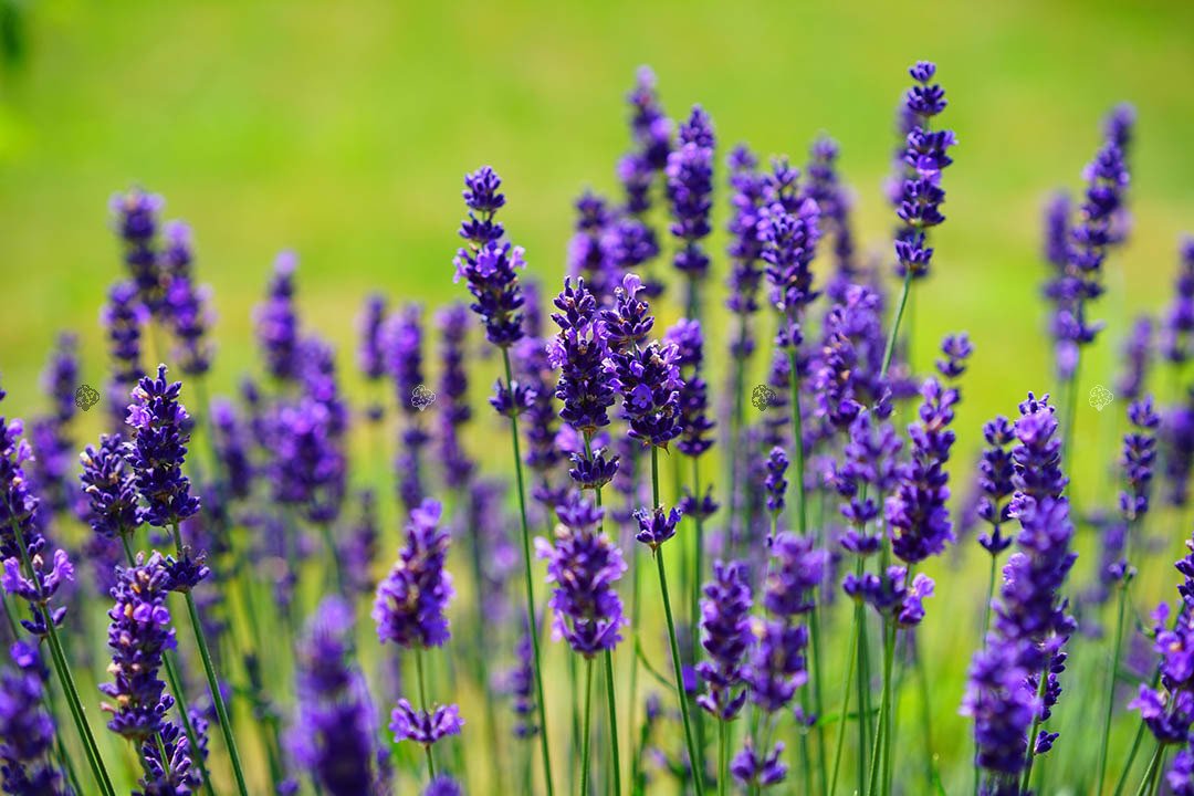 Lavanda verdadera (Lavandula angustifolia)