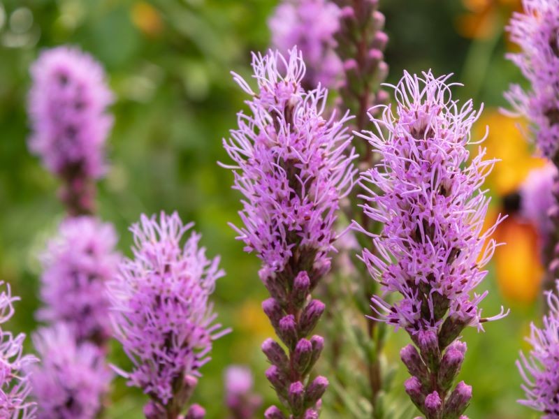 Ährige Prachtscharte im Garten