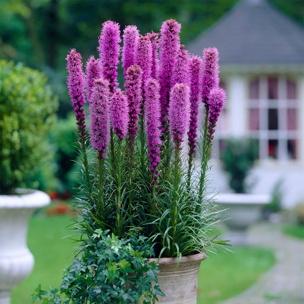 Liatris Spicata - ¿necesita alguna condición especial?