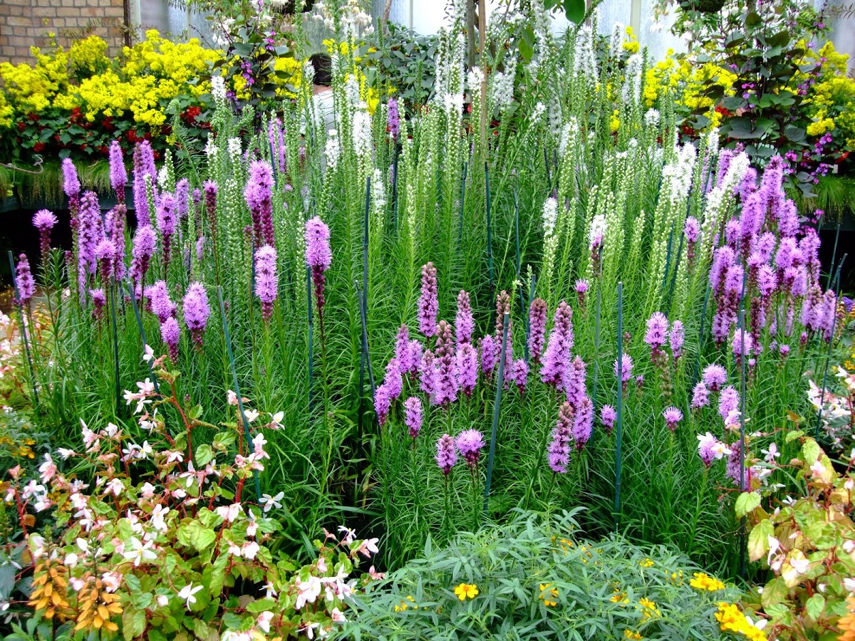 Liatris Spicata - Aprenda a Cuidar la Estrella Ardiente Plante