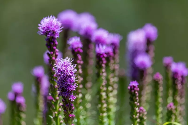 Estrella densa y ardiente (Liatris spicata)