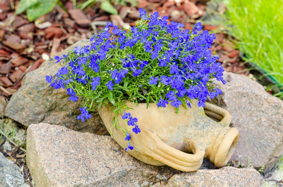 Lobelia - pests attacking the plant