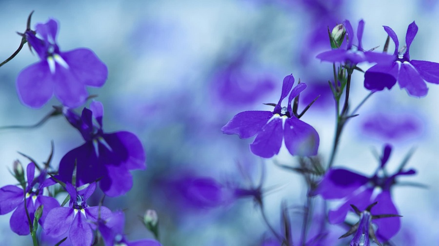 Lobelia - che tipo di pianta è?