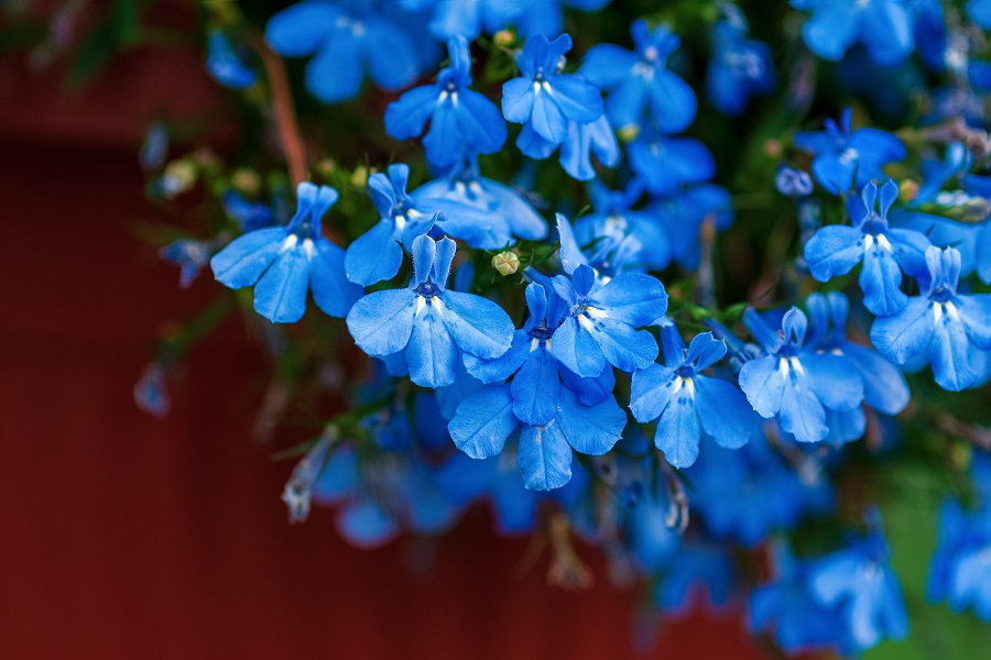 How to sow lobelias?