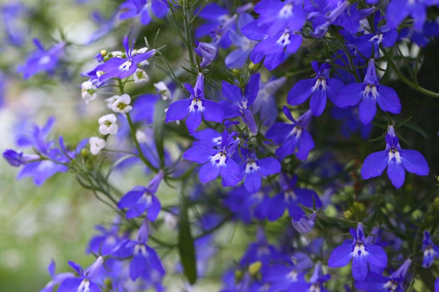 Lobelia - concimazione