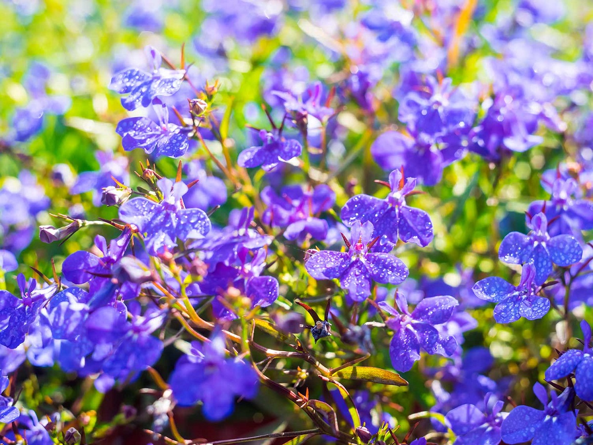 Lobelia - una flor de muchas variedades