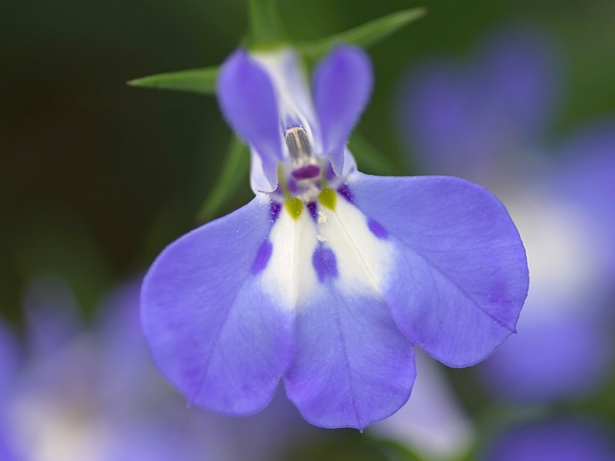 Lobelia - Cultivo de la Flor, Variedades, Cuidados y Enfermedades