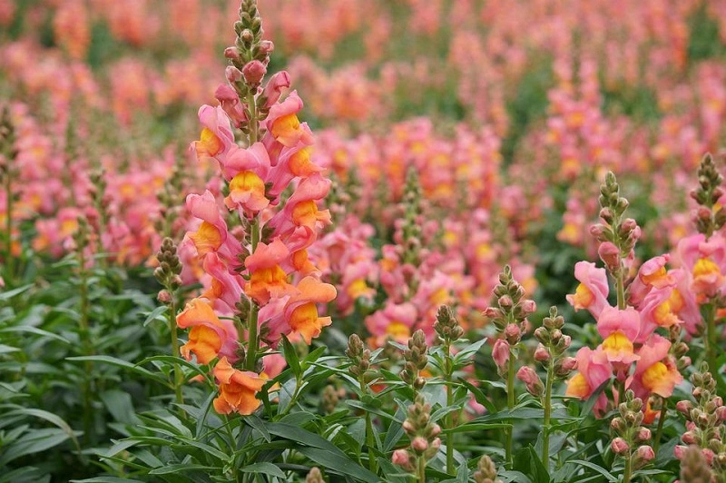 Snapdragon - el origen y las características de la planta