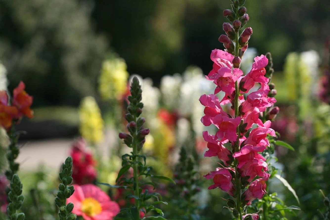 Soin des Mufliers - Période de Floraison, Besoins, Arrosage