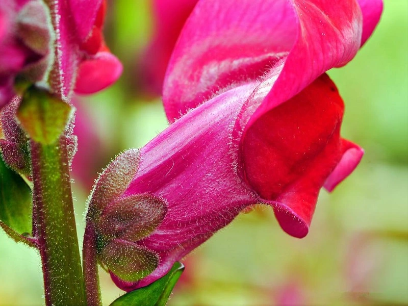 ¿Cuáles son las necesidades de las flores de dragón?