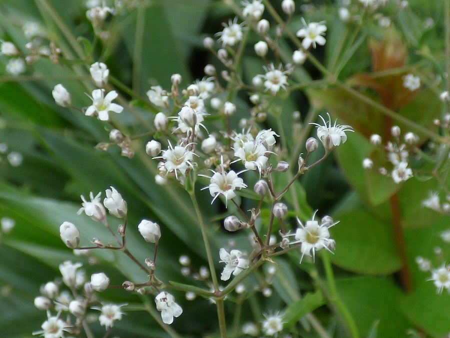 Respiro di bambino (Gypsophila paniculata)