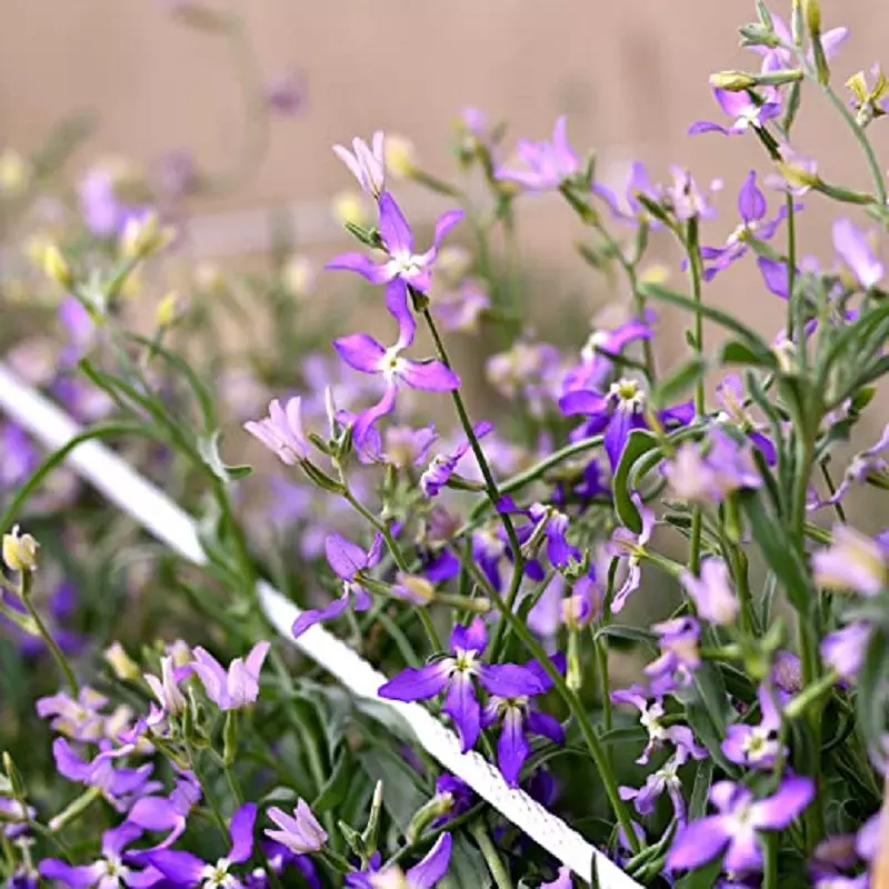 ¿Cuánto cuestan las semillas de Planta de Noche Perfumada?