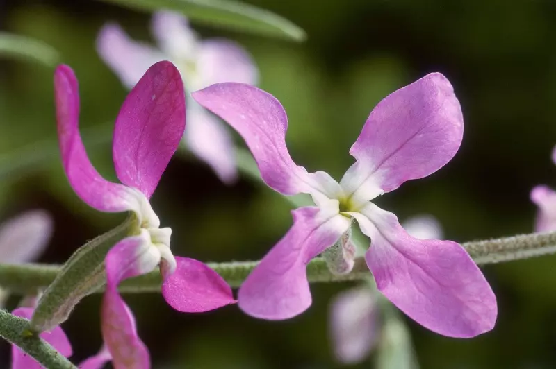 Cultivo de Planta de Noche Perfumada - enfermedades y plagas