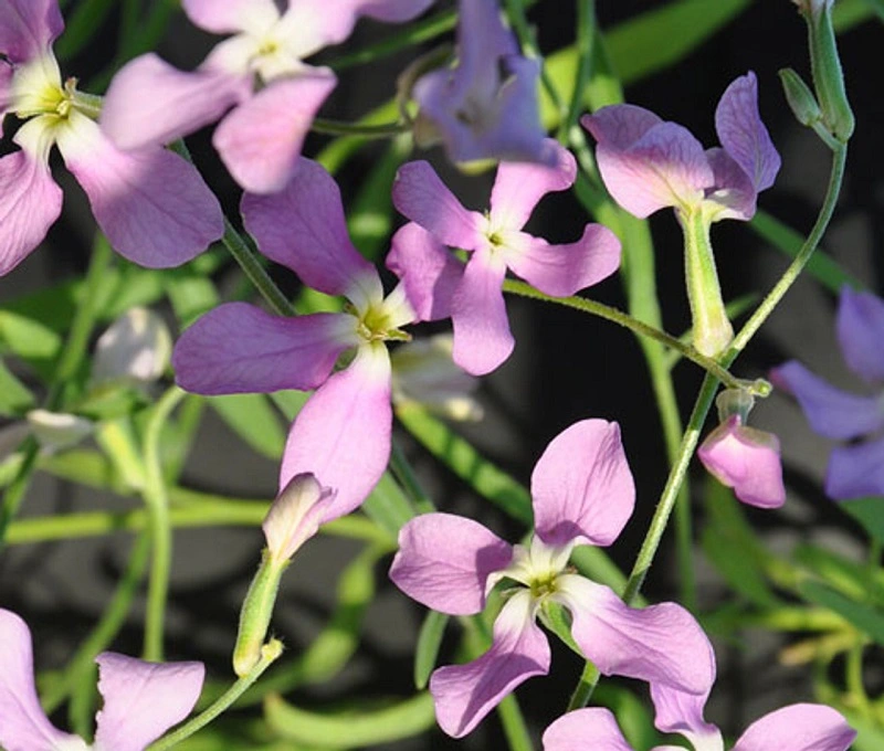 ¿Necesitan abono las Plantas de Noche Perfumada?