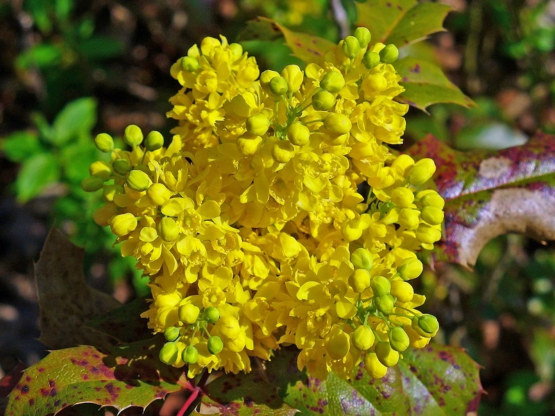 Uva de Oregón (Mahonia aquifolium)