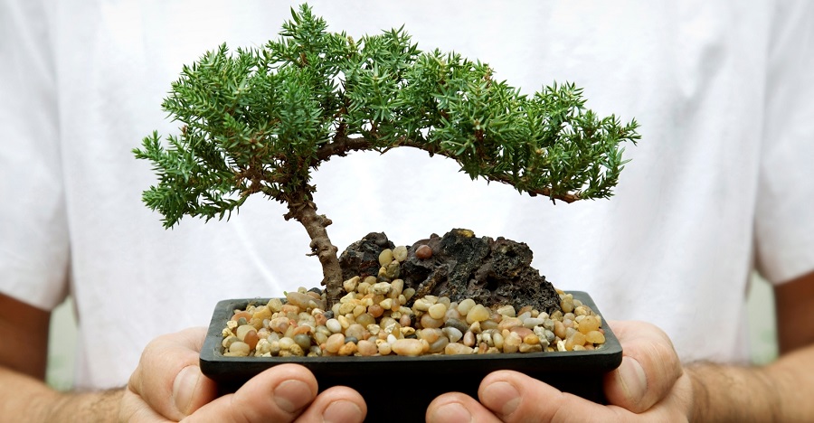 Bonsai - prezzo