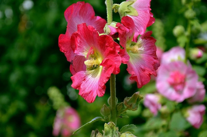 Hollyhock – plant's origin and characteristics