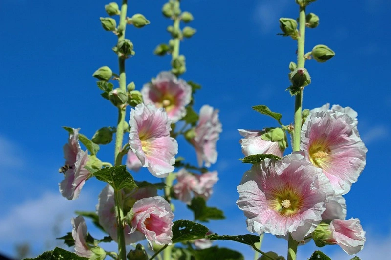 Stockrose - Krankheiten und Schädlinge