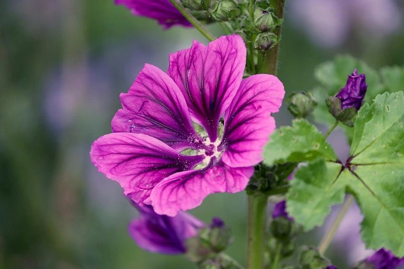 Hollyhock - was sind die beliebtesten Sorten?