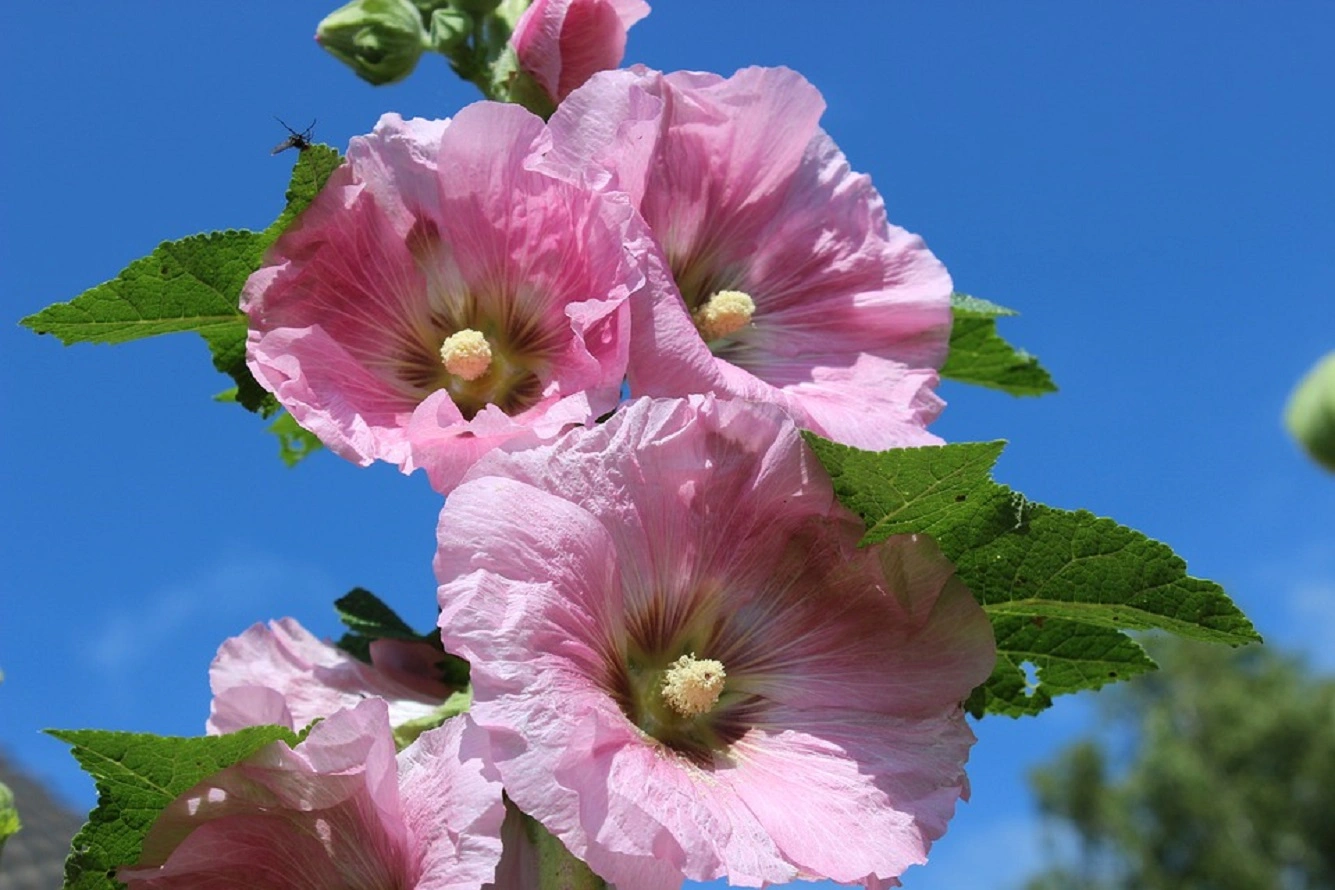 ¿Cómo Cultivar Planta Malvarrosas en el Jardín? Cuidado de la Planta de Malvarrosa