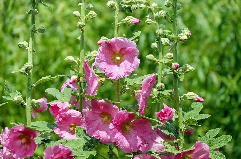 Hollyhock - Gießen