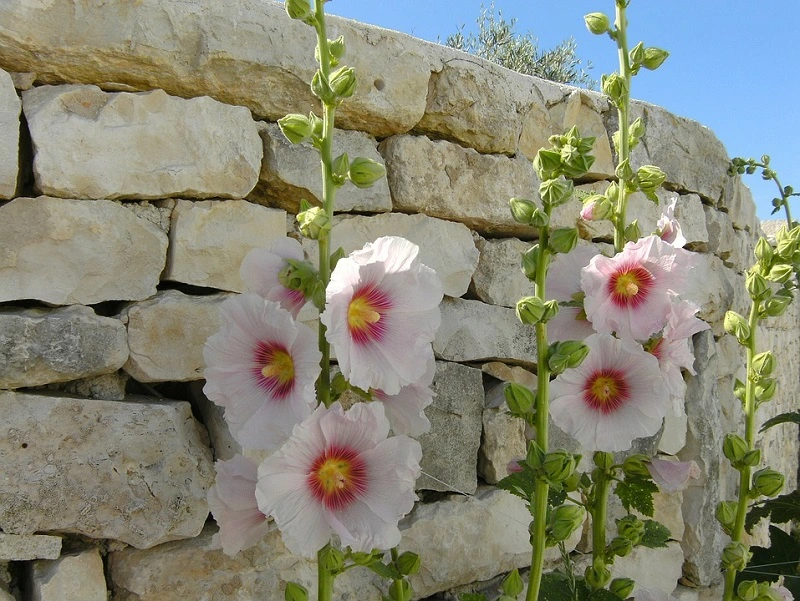 How to propagate hollyhocks?