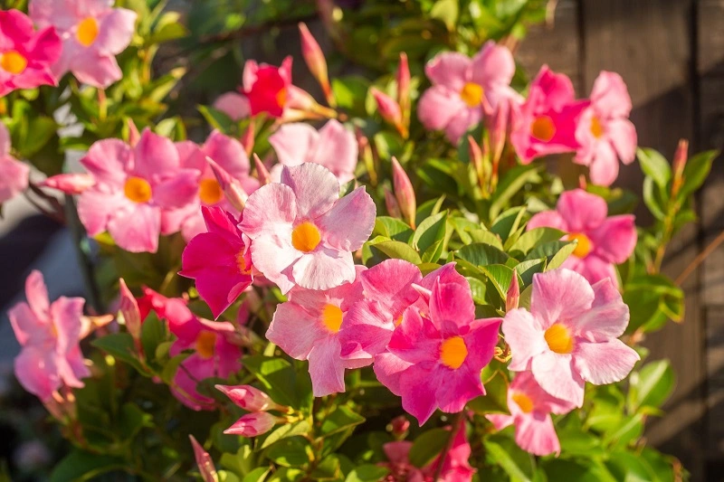 Mandevilla-Rebe - Krankheiten und Schädlinge