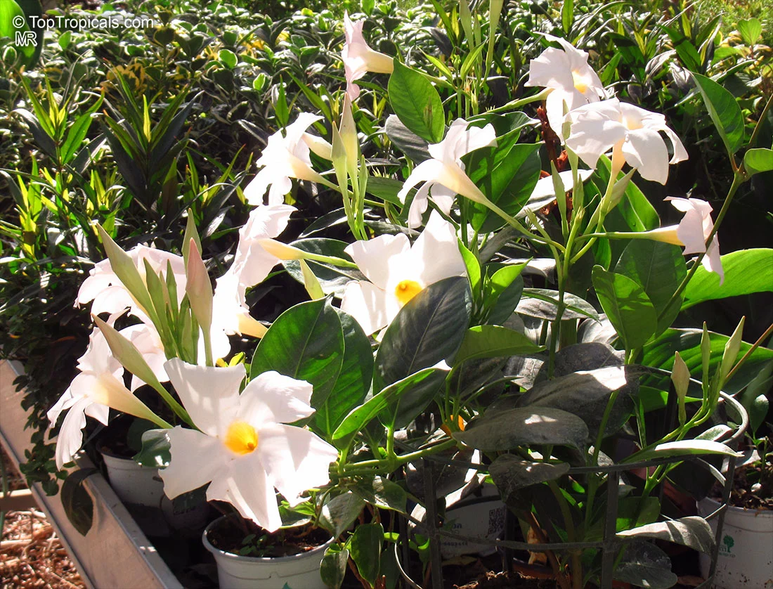 Mandevilla - ¿qué tipo de planta es?