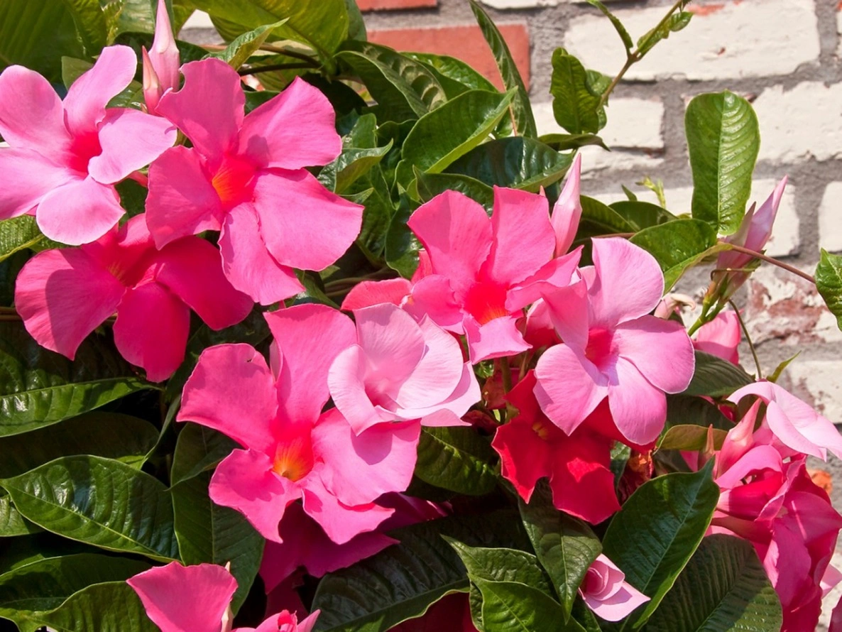 Guida alla Cura della Mandevilla - Come Coltivare le Viti Abbaglianti di Trombetta di Roccia