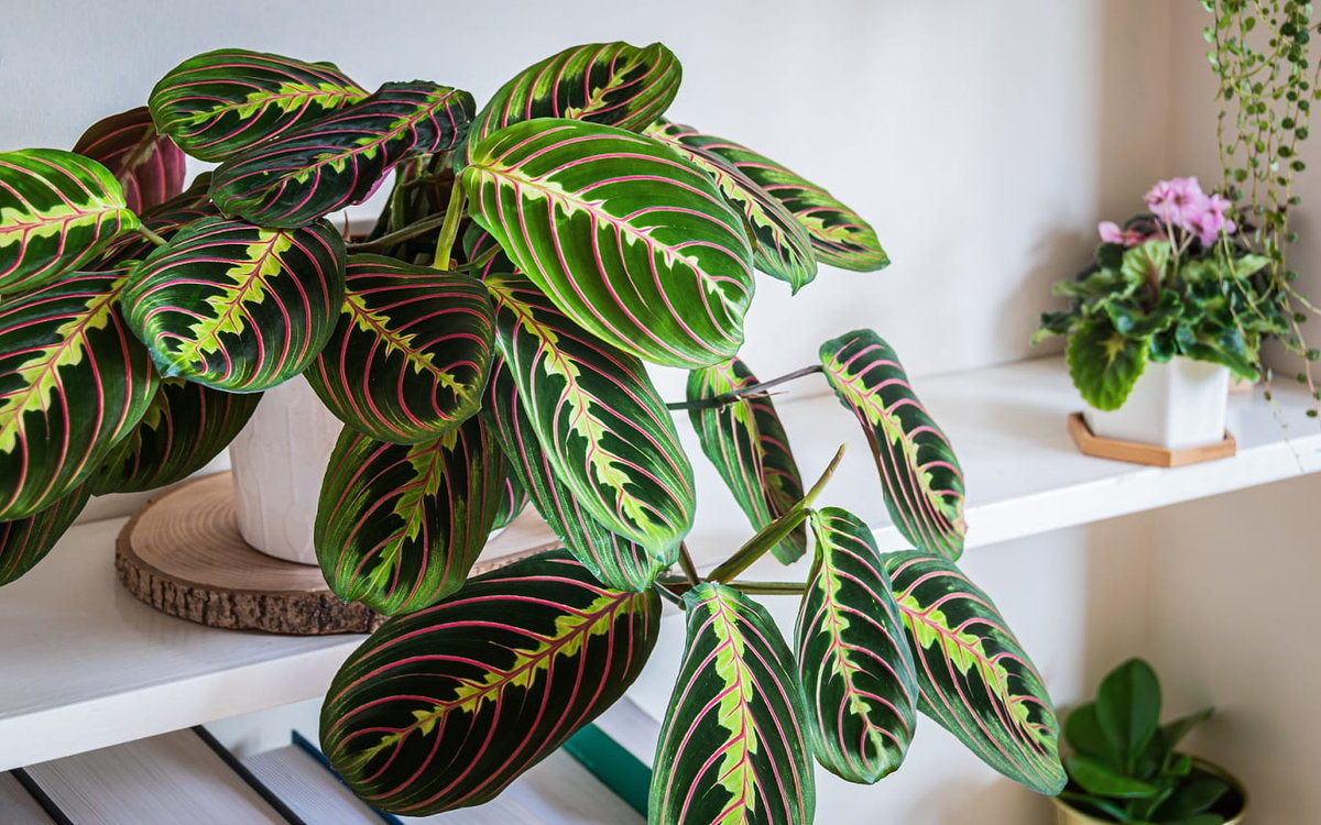 Maranta - plantas de salón de colores