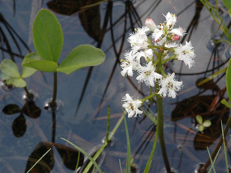 Frijol de pantano (Menyanthes trifoliata)