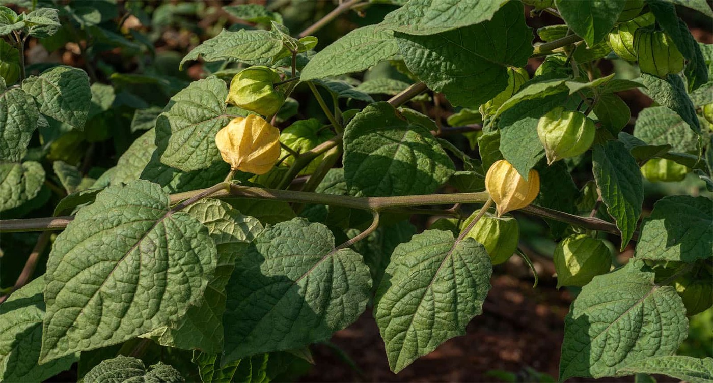 Variedades populares de cerezas molidas