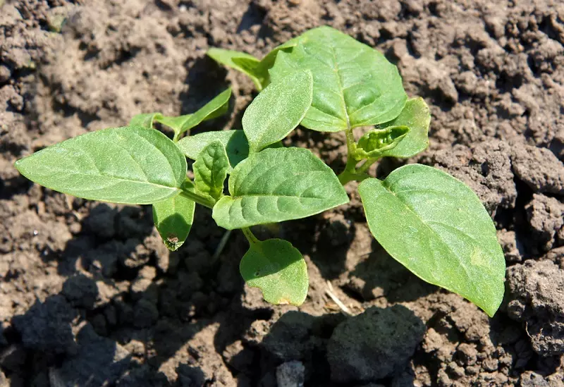 Cuidado y cultivo de las plantas de cerezo