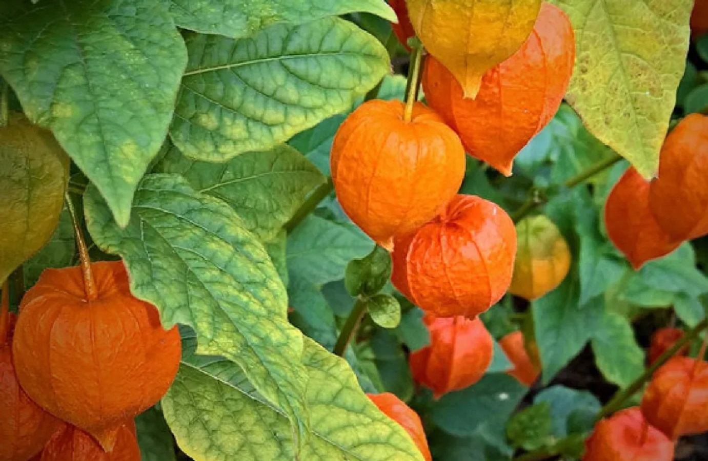 Physalis - Ciliegia di terra Cura della Pianta, Benefici del Frutto e Gusto