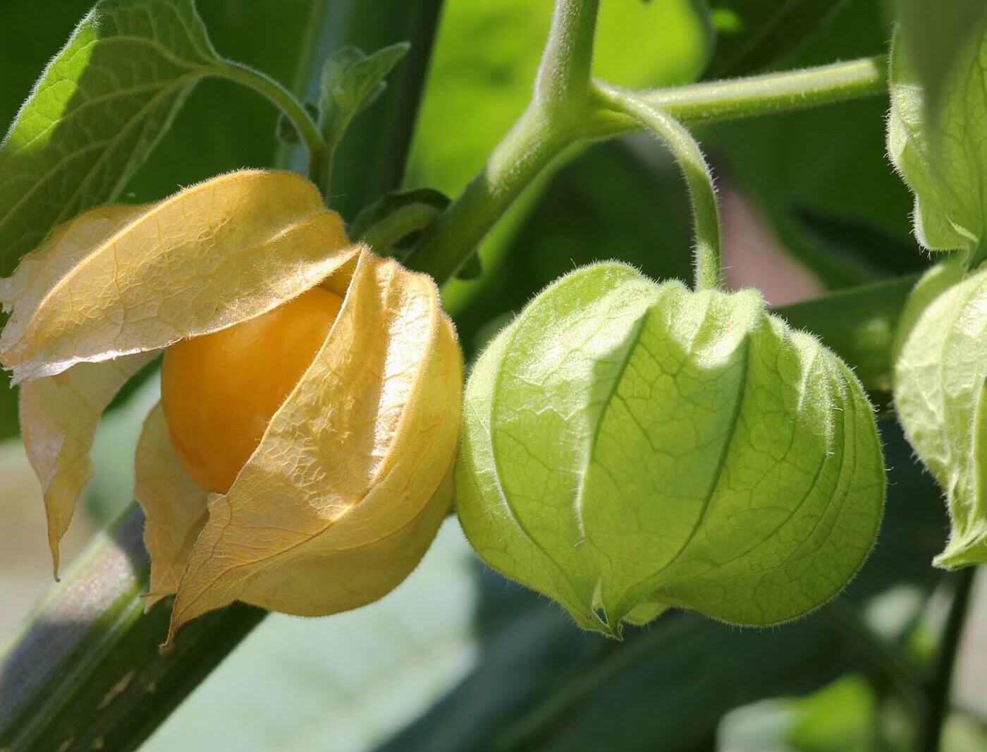 Physalis: ¿qué tipo de planta es y qué aspecto tiene?