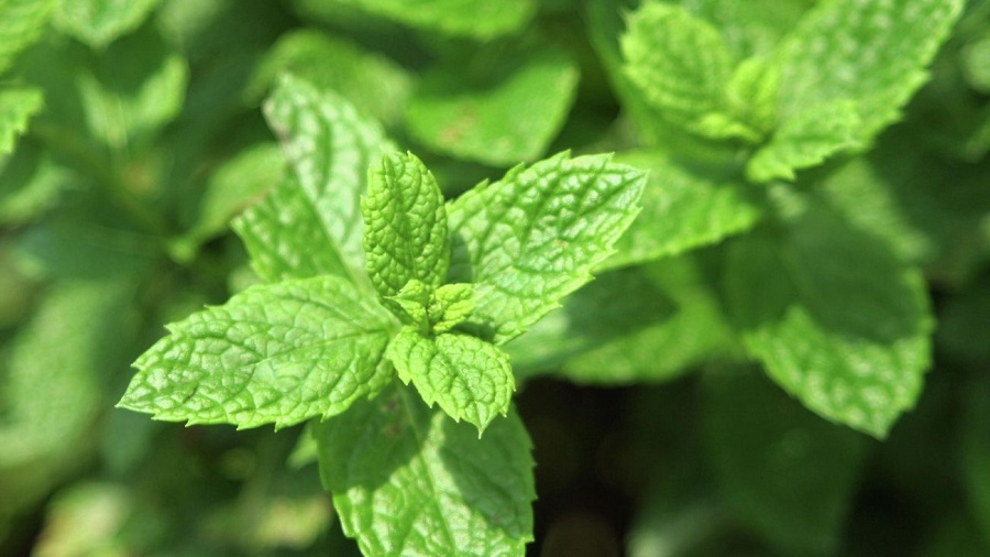 Una pianta di menta in vaso - perché è così popolare?