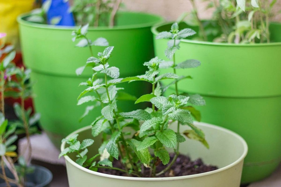 Culture de la menthe en intérieur - types de menthe