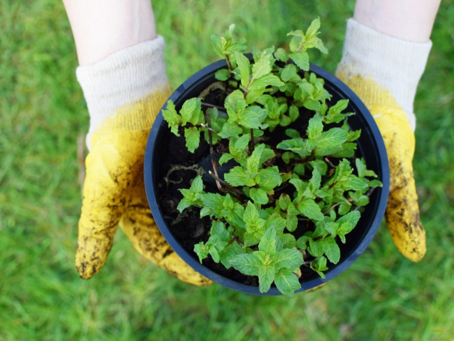 Growing mint plant on a balcony - is it a good idea?