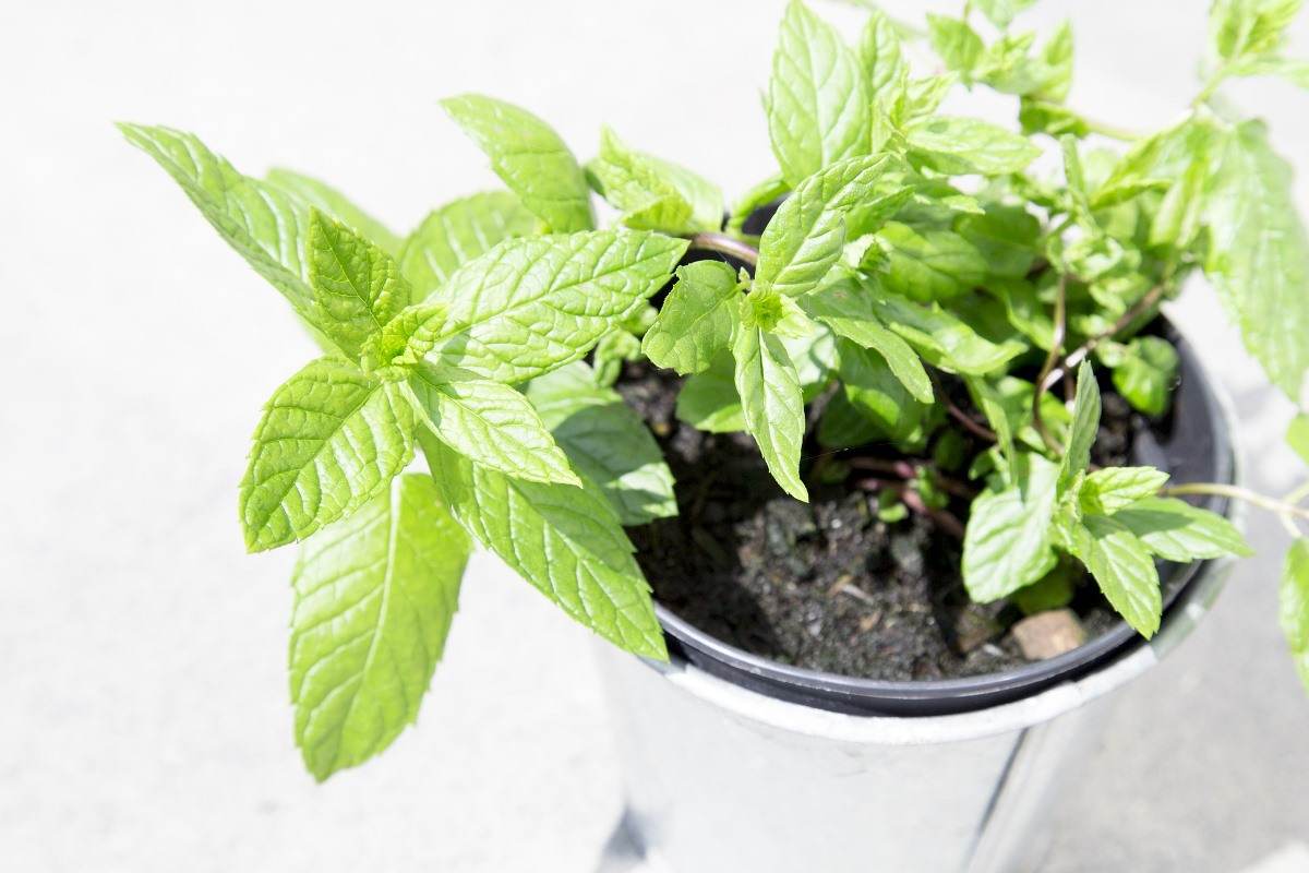 Cura delle piante di menta - coltivare la menta in vaso