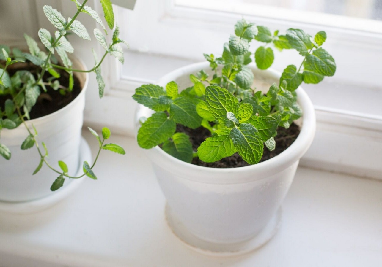 Cultivo de la Planta de Menta en una Maceta - Aprende a Cultivar la Menta