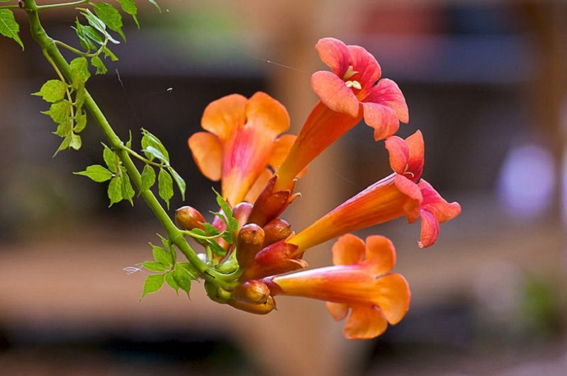 Vite trombetta (Campsis radicans)