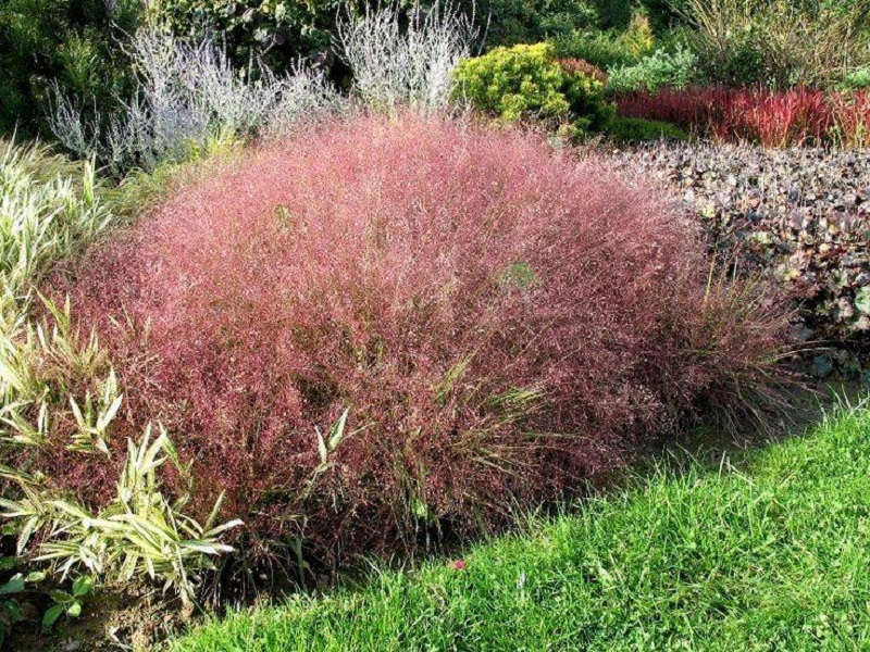 Hierba del amor (Eragrostis)