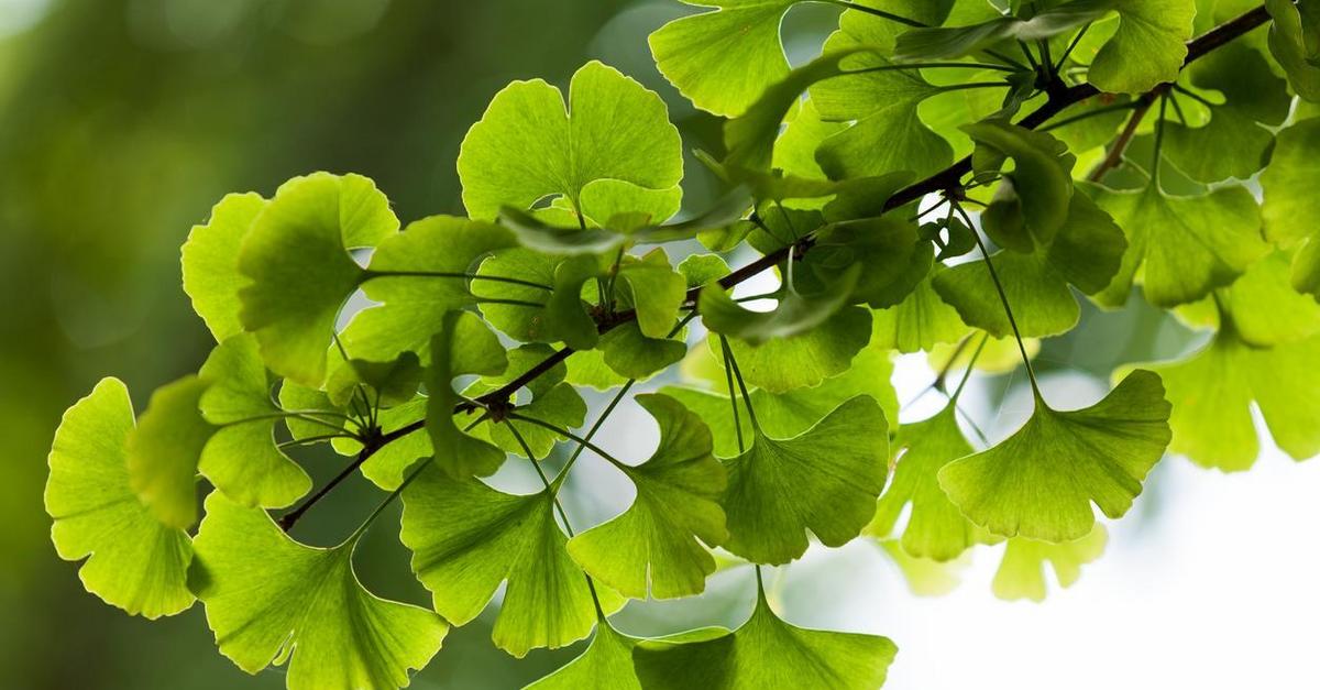 Ginkgo biloba