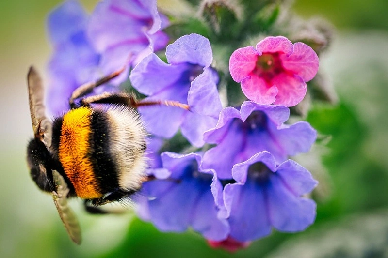 Où acheter des plants de pulmonaria?