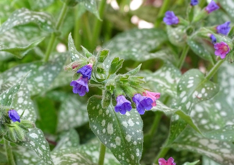 Pulmonaria - las variedades más populares