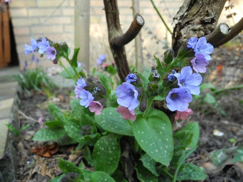 ¿Cómo se cuida la pulmonaria?