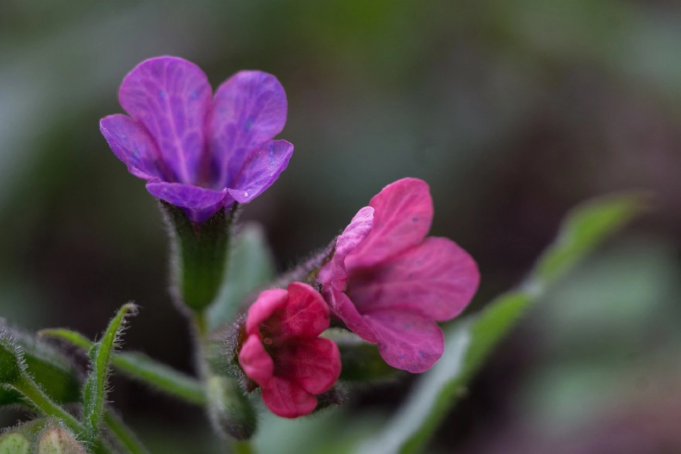 Come Coltivare la Polmonaria? - Benefici e Cura della Pulmonaria Officinalis