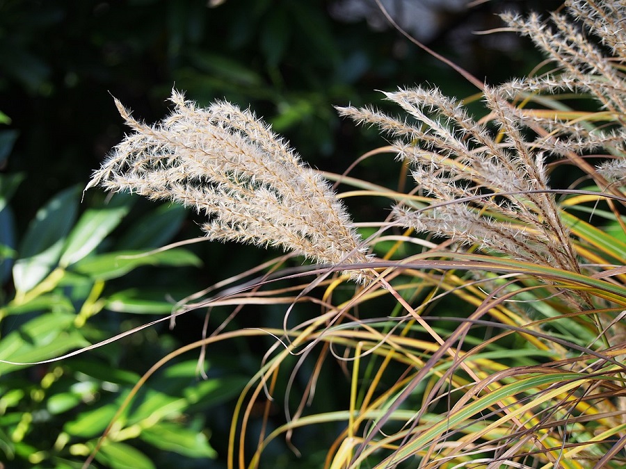 Erba argentata cinese (Miscanthus sinensis)