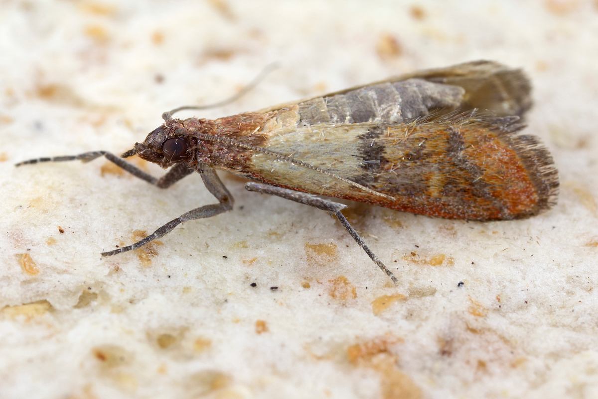 Falene - insetti domestici con le ali che attaccano il cibo e i vestiti