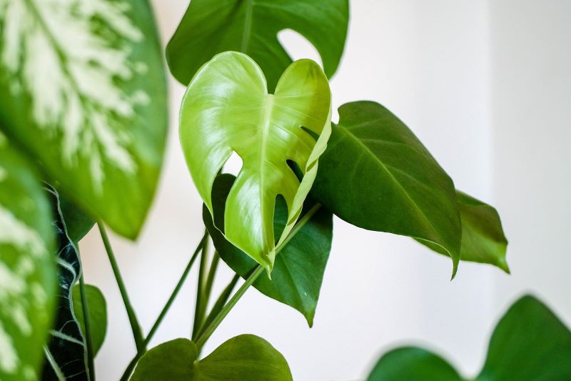 Monstera - verwandeln Sie Ihr Haus in einen Dschungel